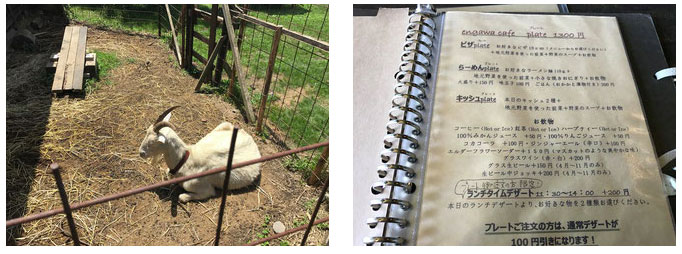 エンガワカフェ