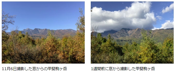 庭の栗をいただく贅沢